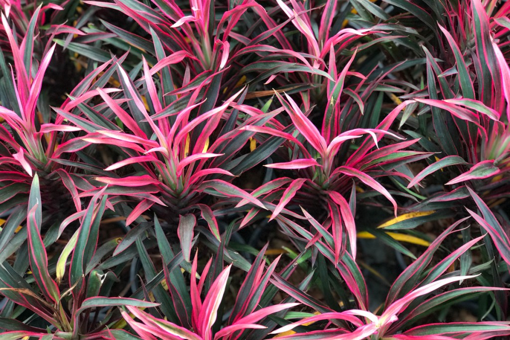 Small pink and dark green cordyline plants