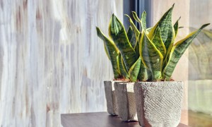 Snake plants on a table