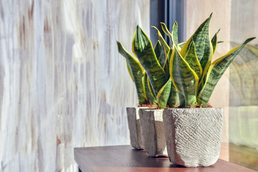 Snake plants on a table