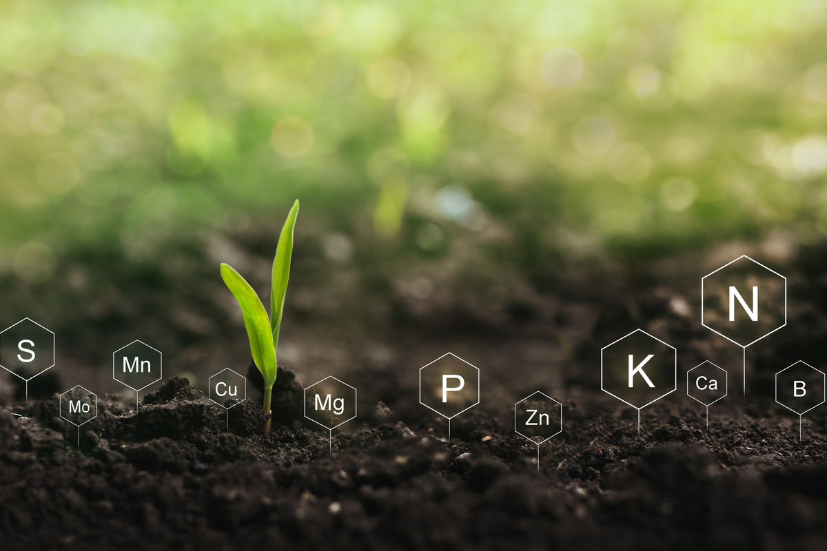 Dark earth with a green sprout and small signs labeling the different nutrients in the soil