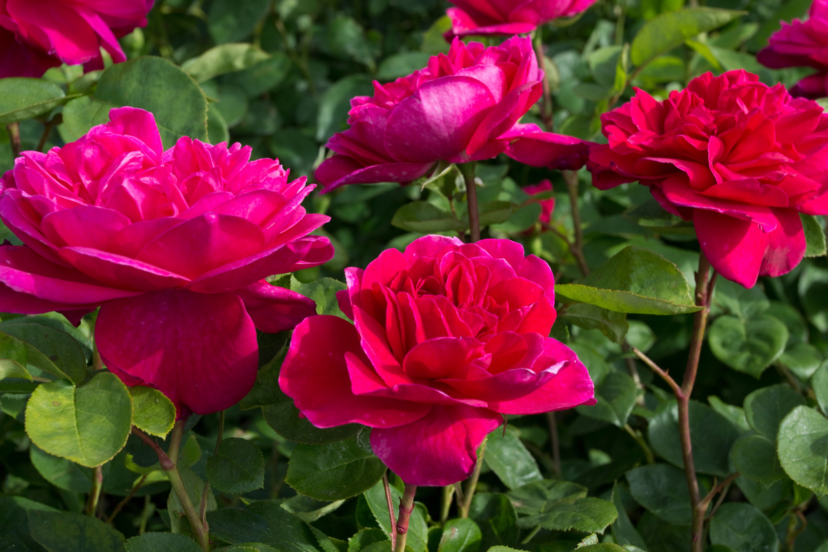 Cluster of Sophy's Rose roses, dark pink blossoms