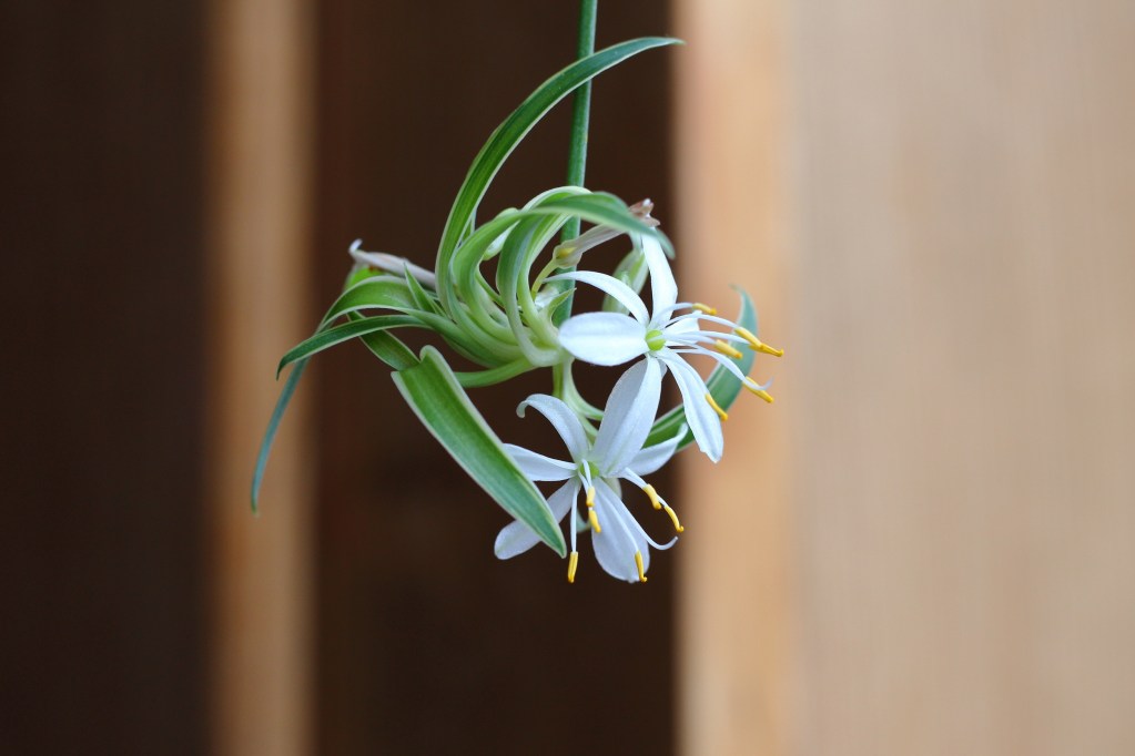 spider plant baby