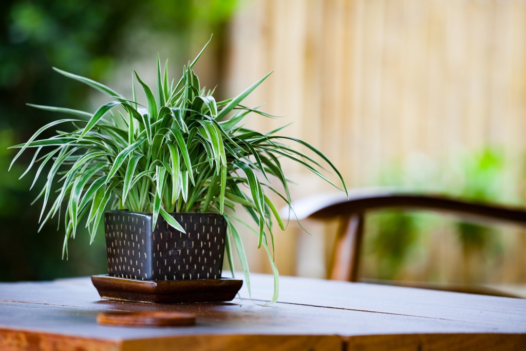 A potted spider plant on a table