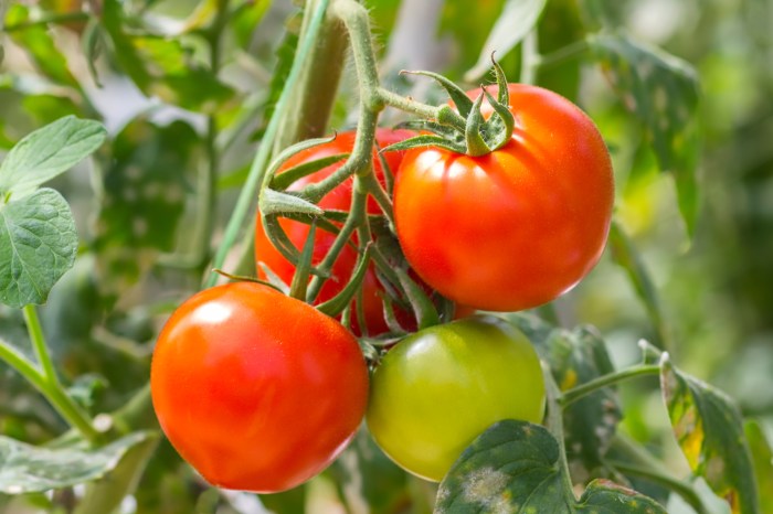 red and green tomatoes on vine