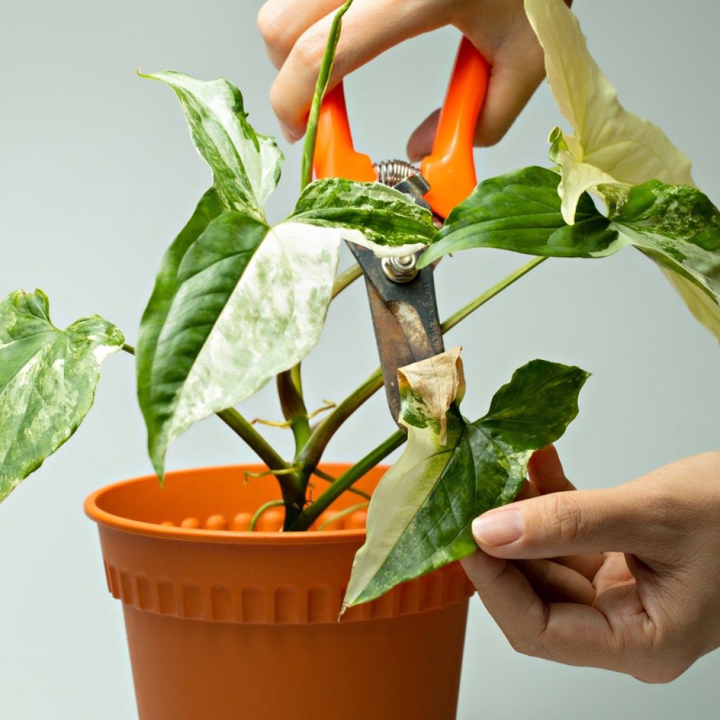 Trimming dead leaves