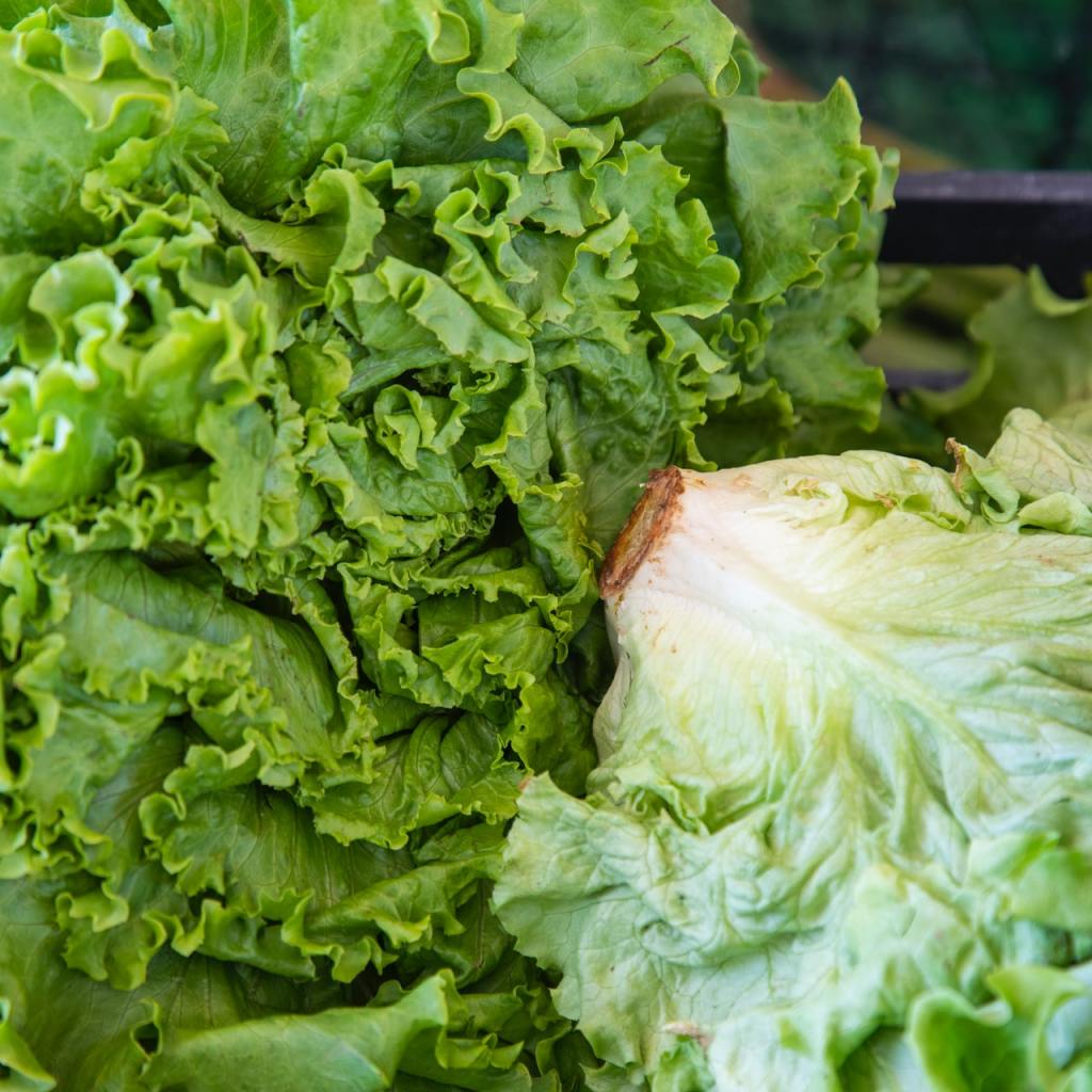 Two heads of lettuce sitting against each other