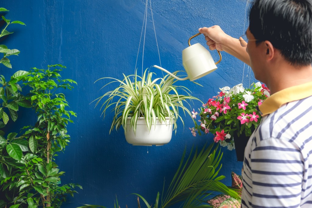 Man watering spider plant