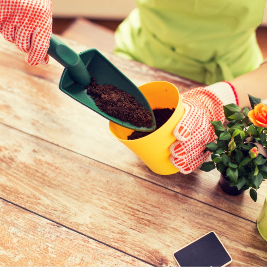 Woman at an indoor table, repotting a small rose plant with an orange flower