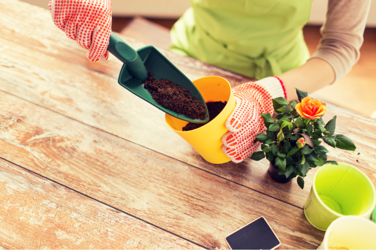 Woman at an indoor table, repotting a small rose plant with an orange flower