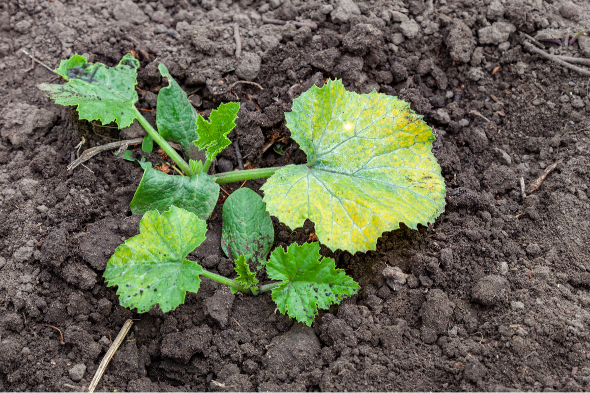 A zucchini plant growing out of dark soil; one leaf is turning bright yellow