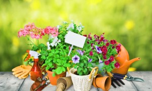 Several potted plants arranged on a table with gardening tools