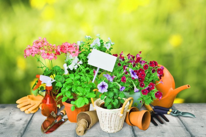 Several potted plants arranged on a table with gardening tools