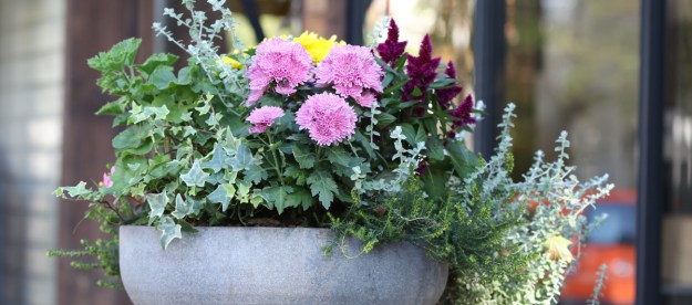 A small bowl shaped planter with autumn flowers, mainly light green, light pink, and dark pink.