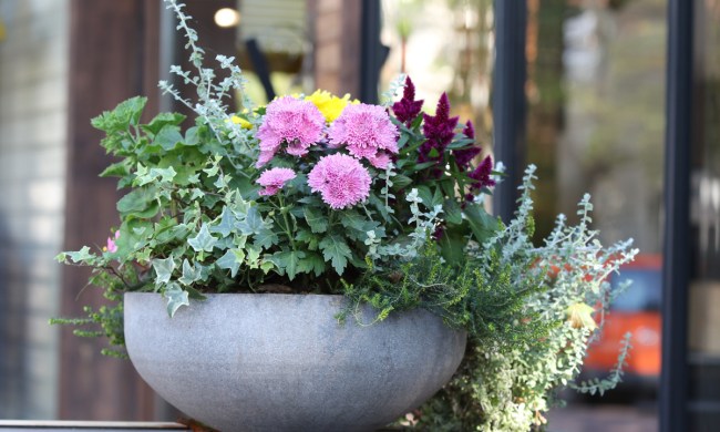 A small bowl shaped planter with autumn flowers, mainly light green, light pink, and dark pink.