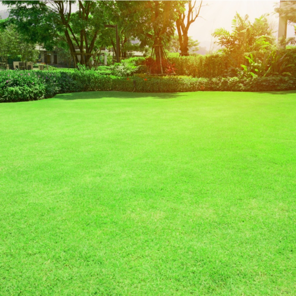 manicured lawn