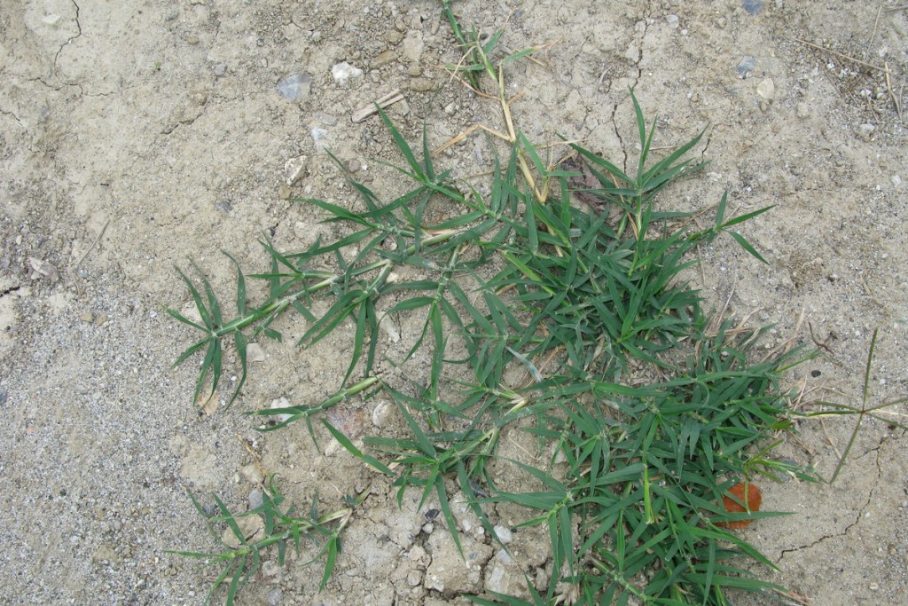 Bermuda grass growing in concrete