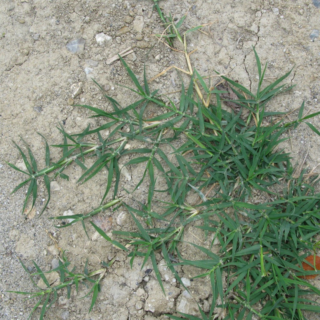 Bermuda grass growing in concrete