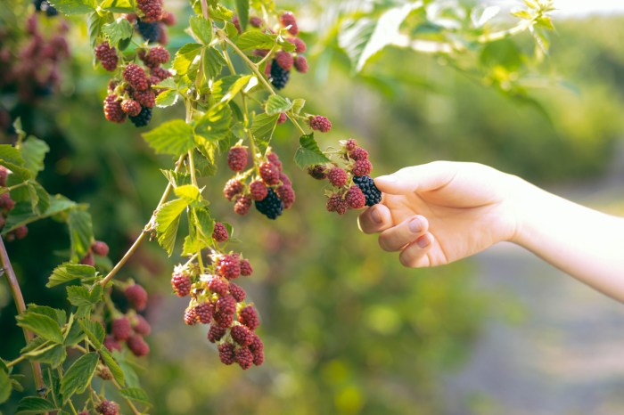 Person picking blackberries