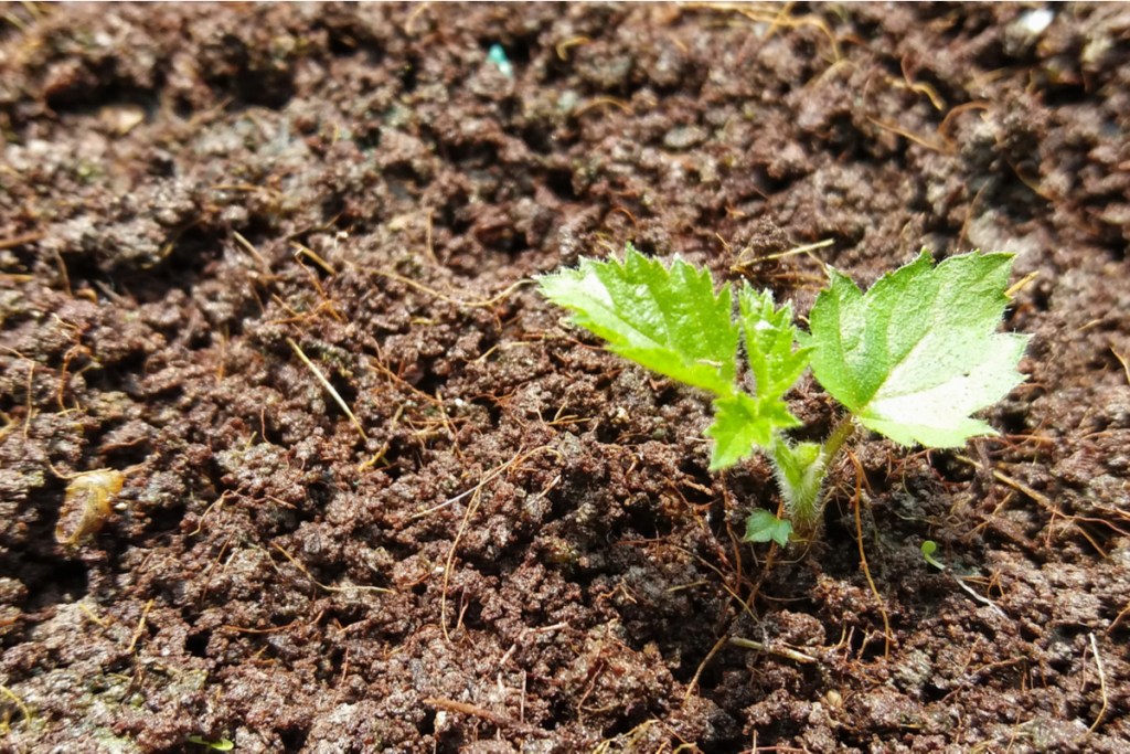 Blackberry sprout planted in the ground