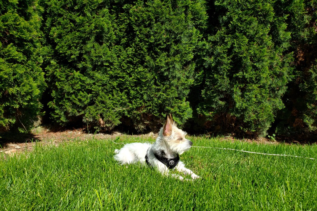 white dog lying on green lawn
