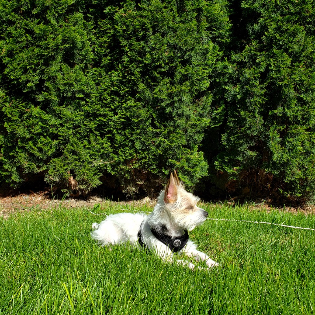 white dog lying on green lawn
