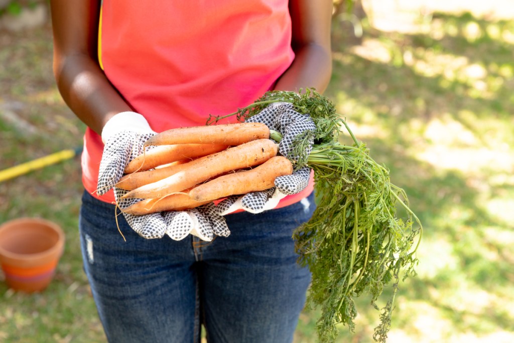 Person in a garden holding carrots