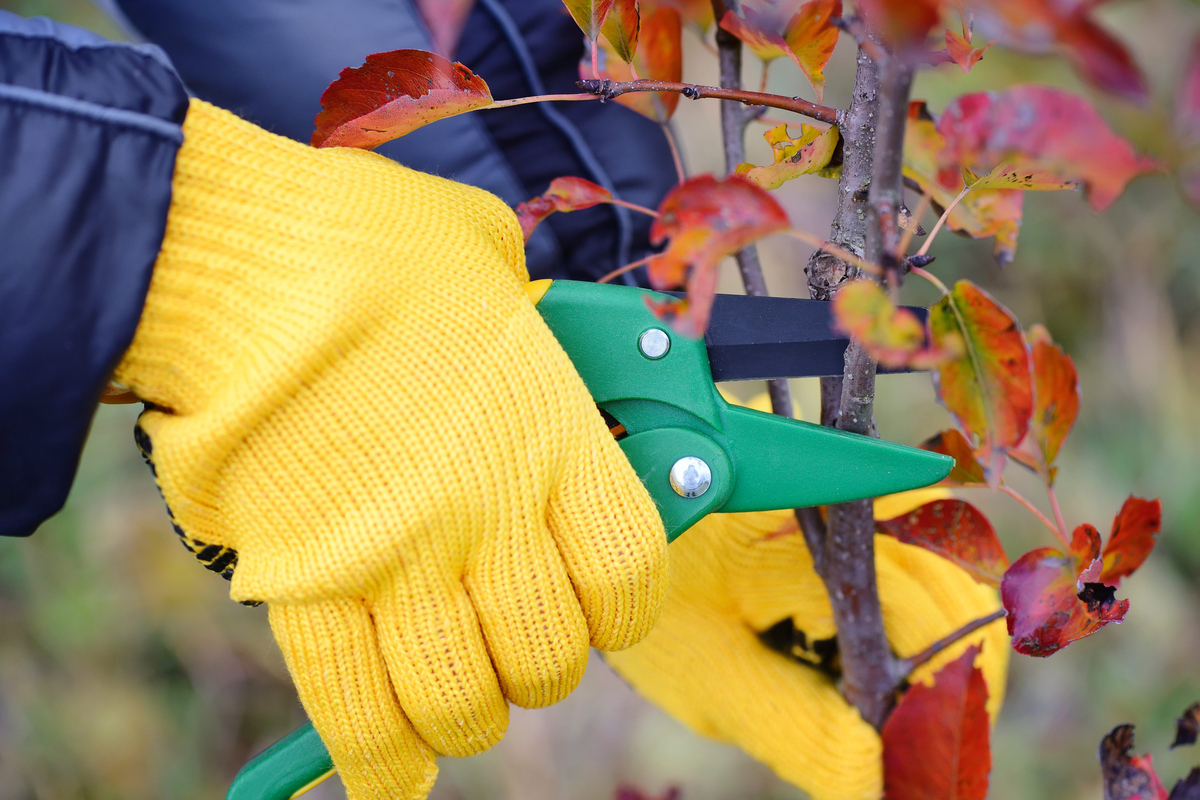 Hands in yellow garden gloves pruning a small tree