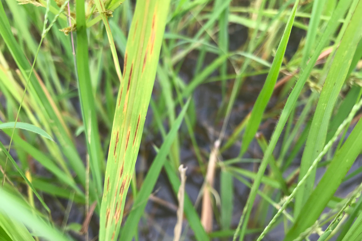 Close up of a blade of grass with thin, vertical brown cuts