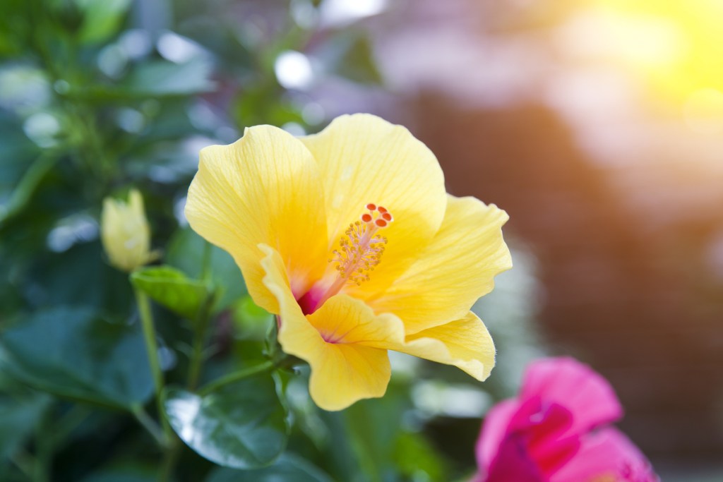 Close-up of a yellow hibiscus flower