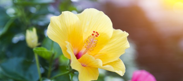 Close up of a yellow hibiscus flower