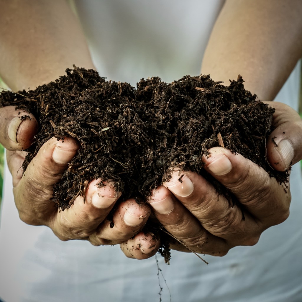 Hands holding compost