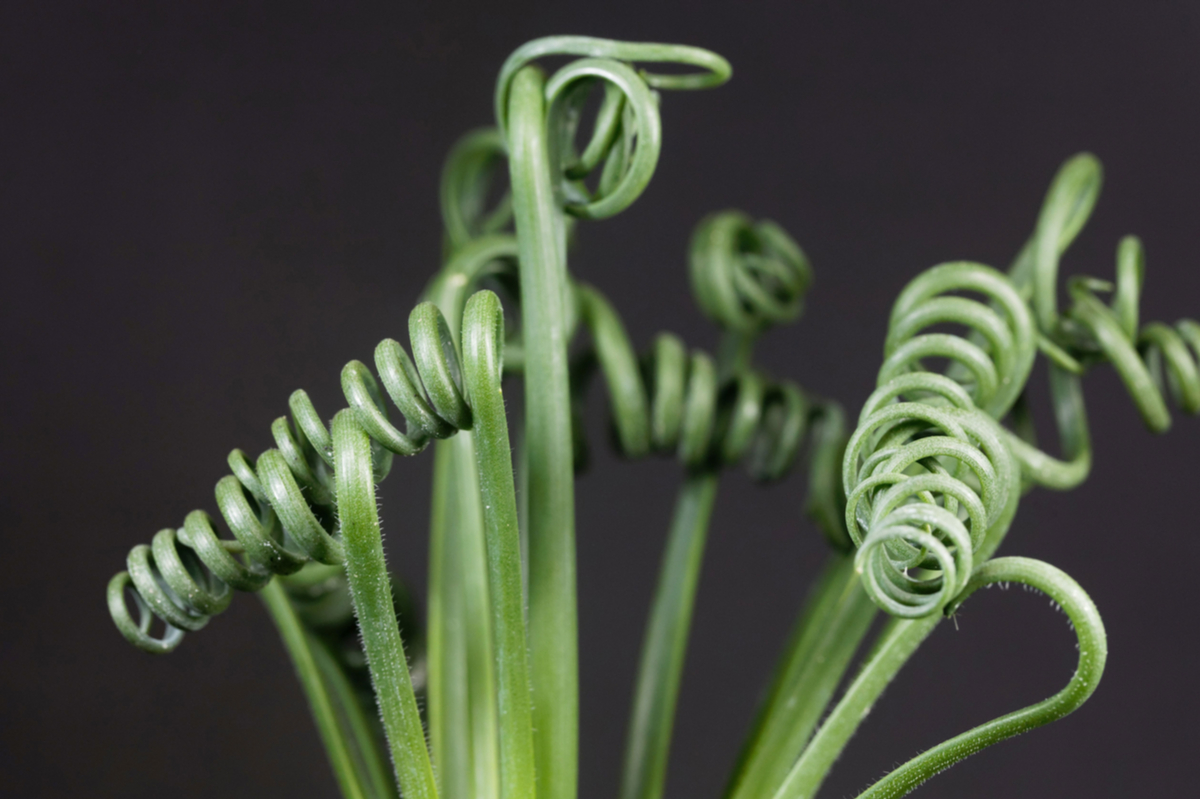 Close up of corkscrew albuca curled like a spring