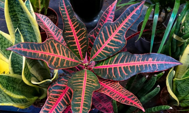 Red and green croton plant