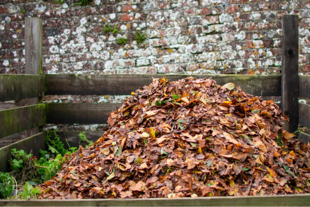 pile of fall leaves