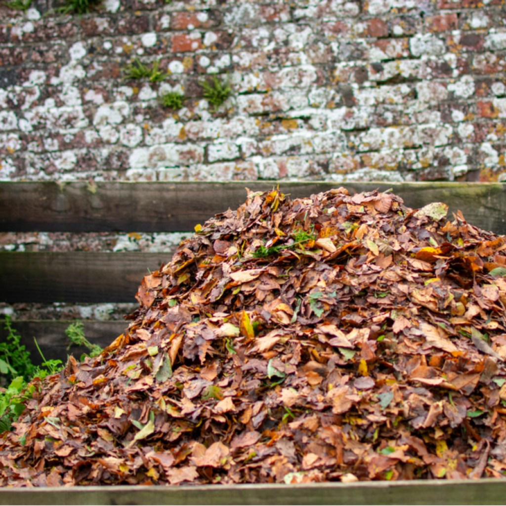 Pile of fall leaves