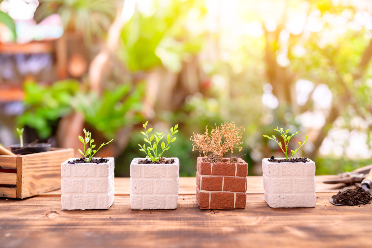 A row of four small plants potted in cube shaped pots. Three plants are living, one is dead.