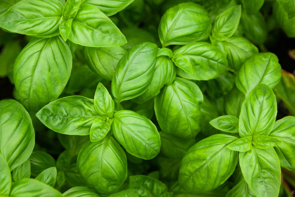 Fresh leaves of basil plants