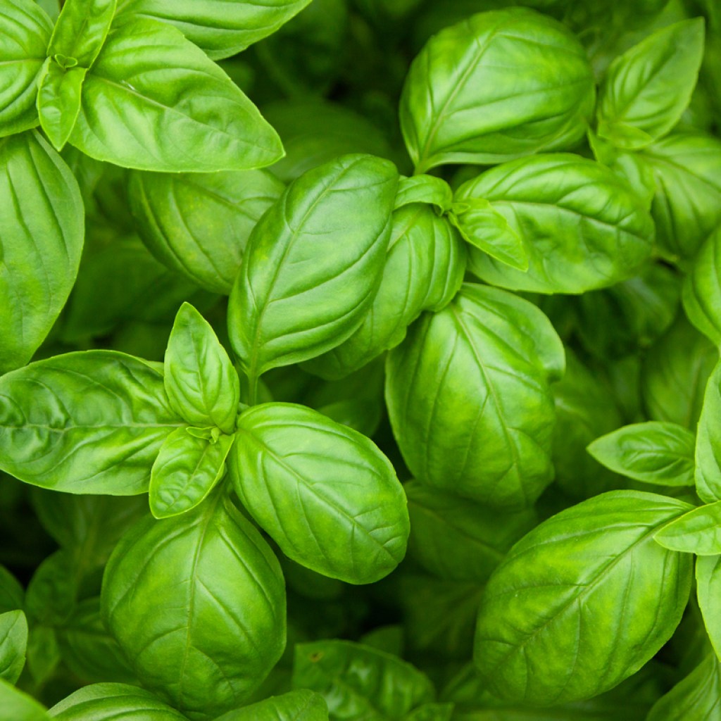 Fresh leaves of basil plants