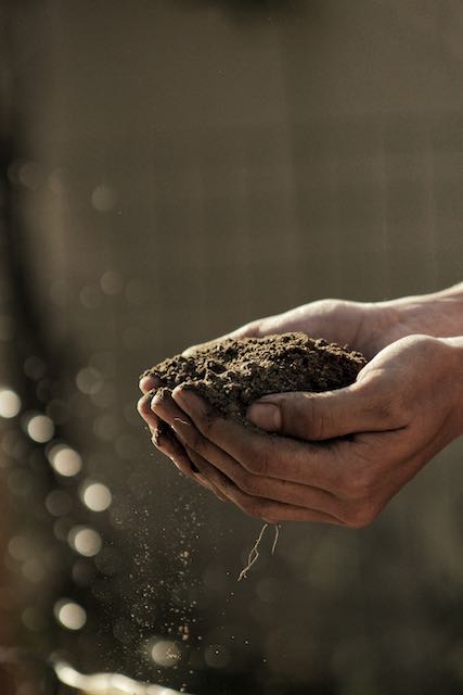 Hands holding compost