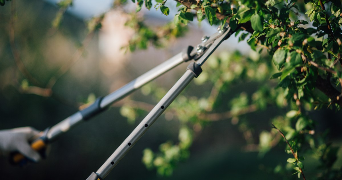 The difference between pruning and trimming HappySprout