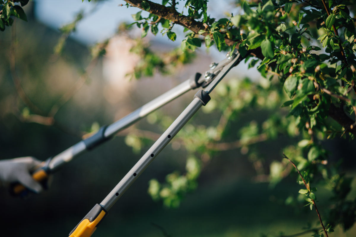 Large pruning shears cutting a tree branch