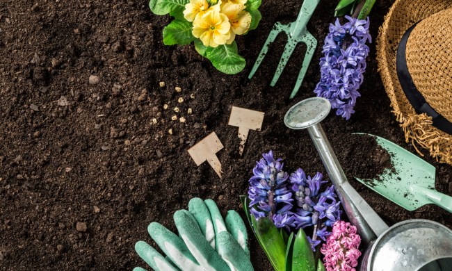 Metal gardening tools, gardening gloves, and several colorful flowers arranged on a patch of soil