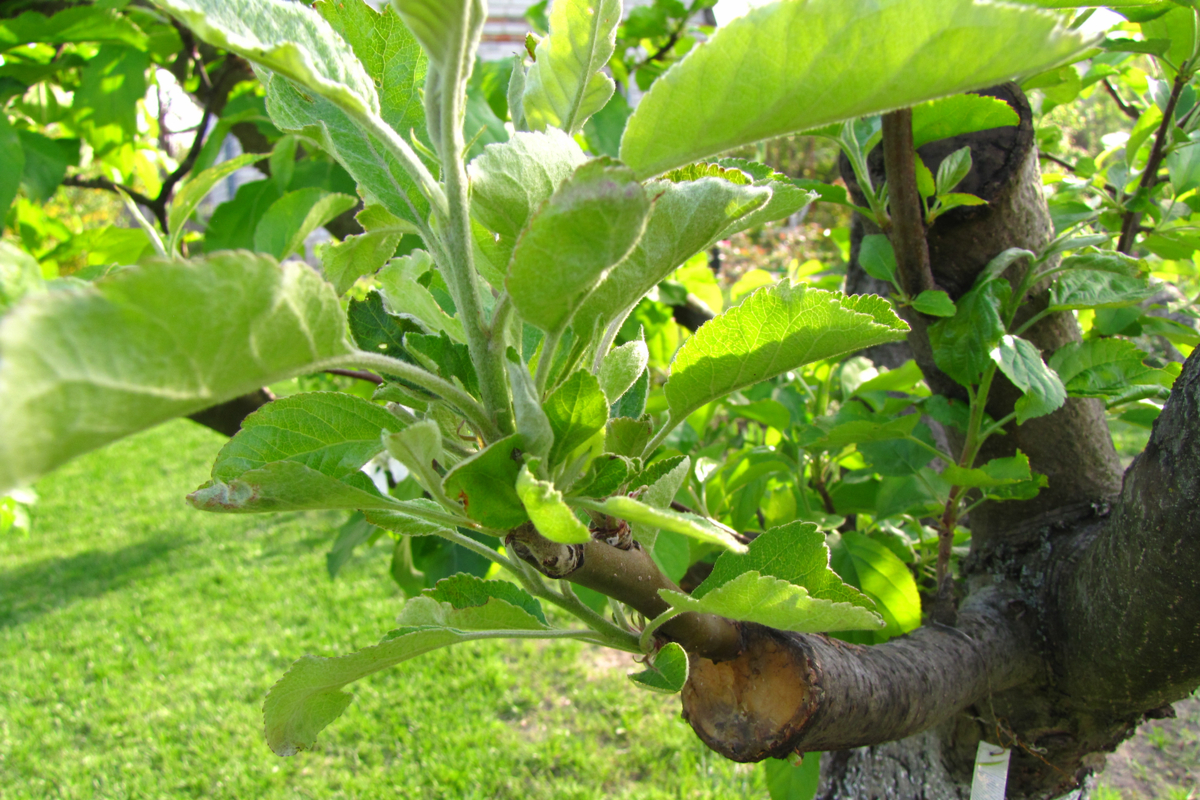 Grafted tree in spring. A larger branch ends and has a smaller branch growing out of it. The smaller branch is putting out new leaves.