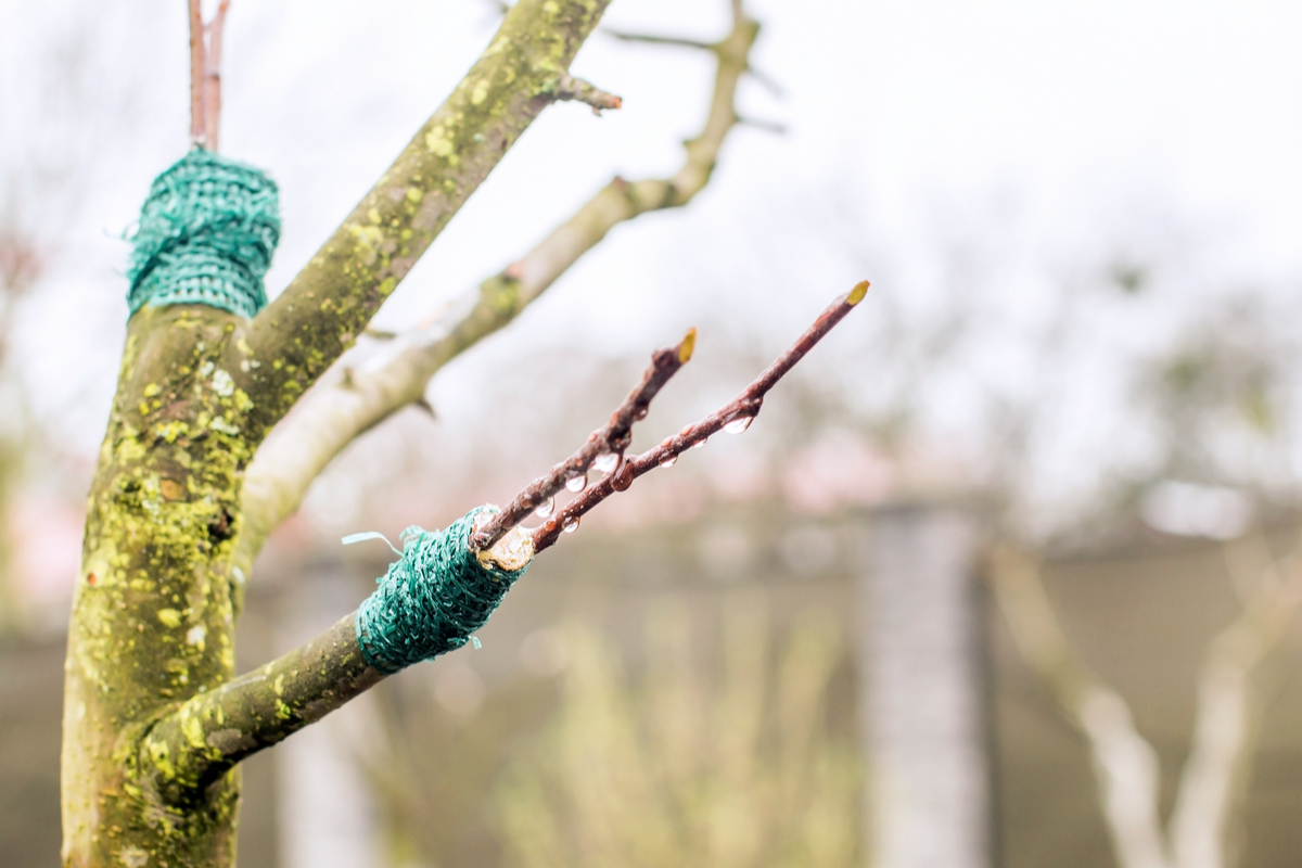 Tree in winter, freshly grafted