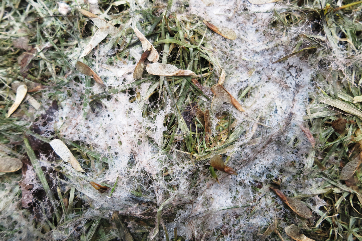 A ring of gray mold on a patch of grass
