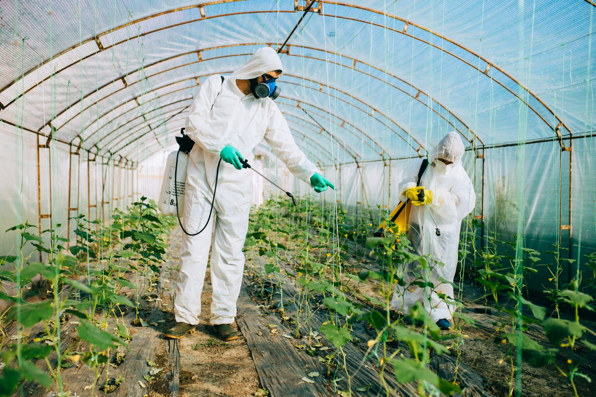 two men in protective gear spraying insecticide inside a greenhouse