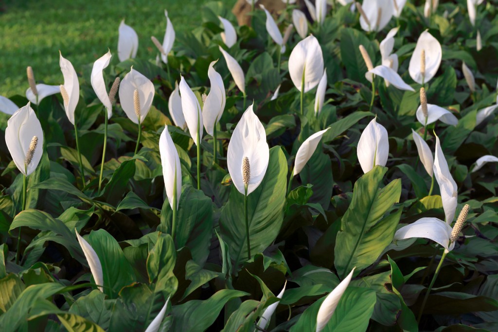 Several peace lily plants growing outside