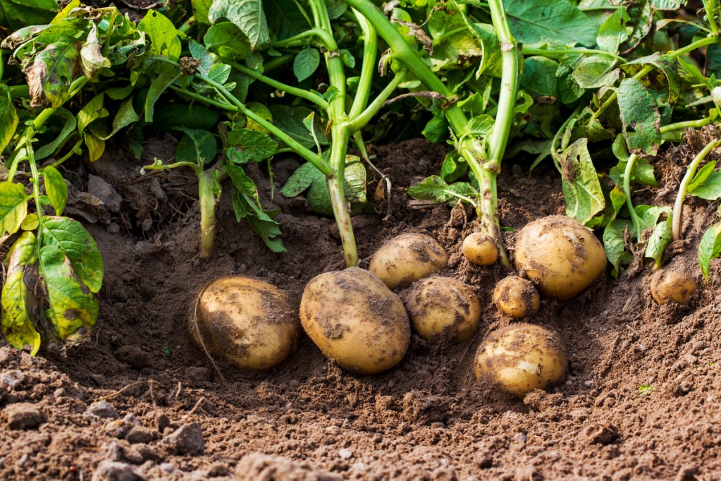 Growing potatoes in a garden