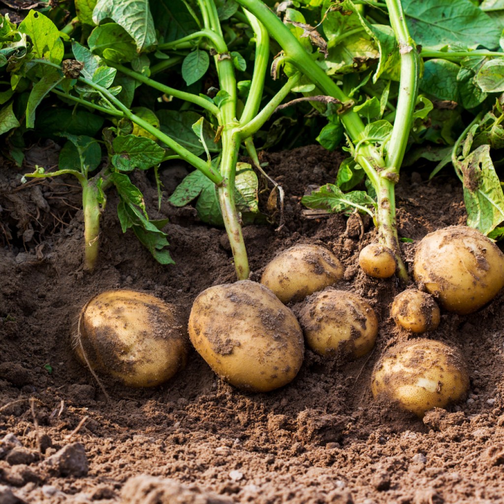 Growing potatoes in a garden