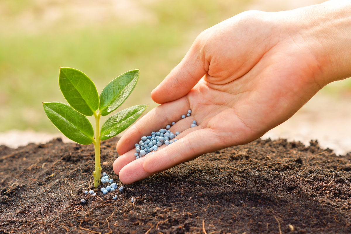 A hand gently dropping small blue fertilizer beads onto the soil around a young plants